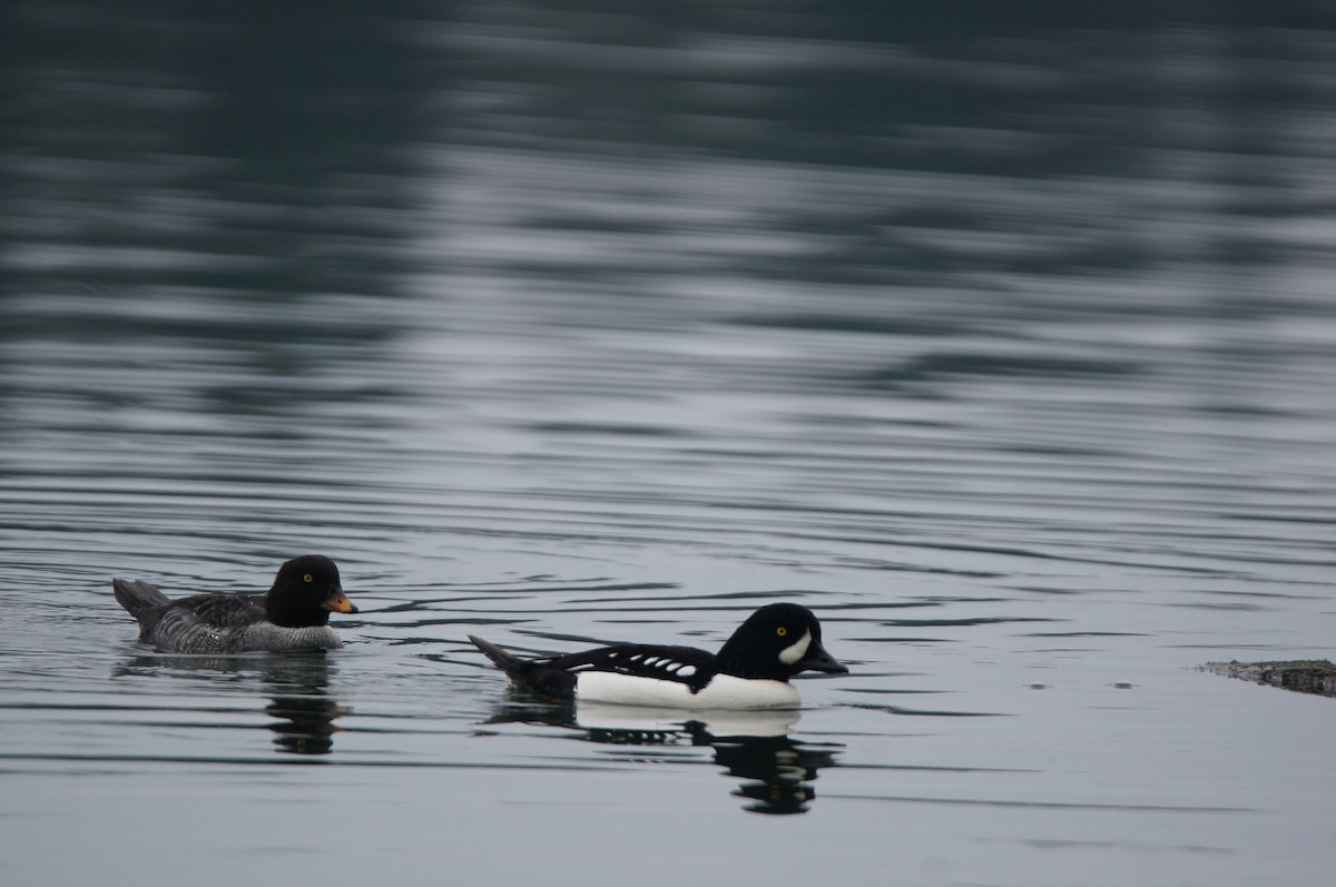 キタホオジロガモ - ML646336022