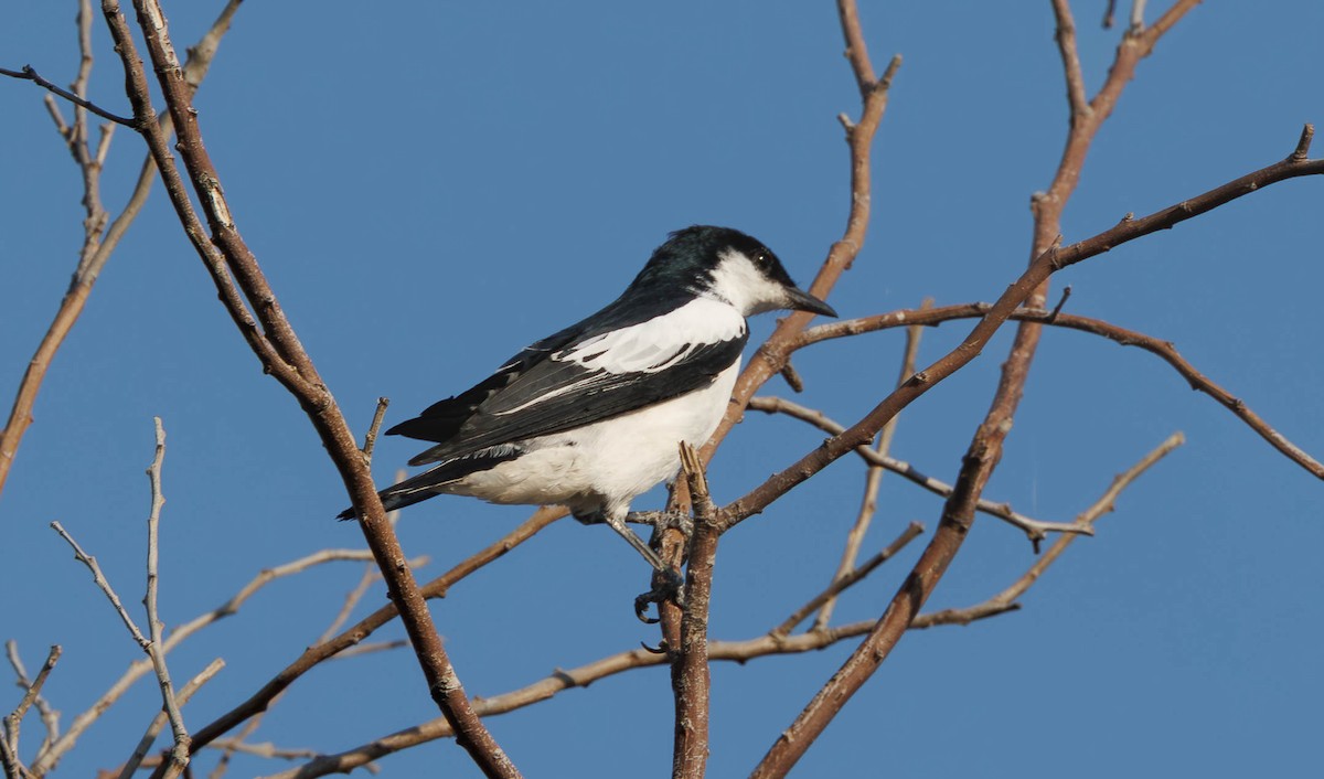 White-winged Triller - ML646336025