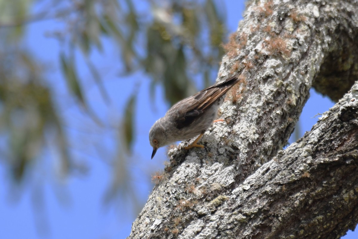 Varied Sittella - ML646336026