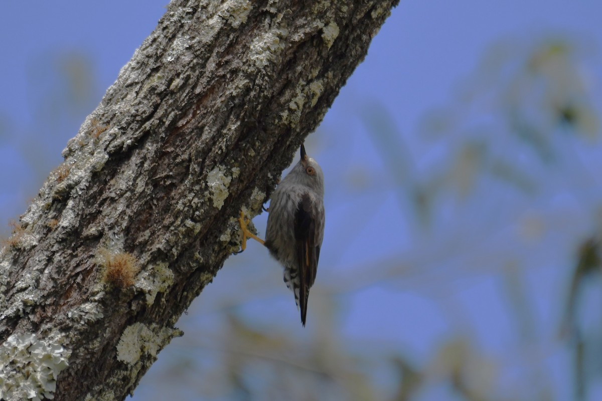 Varied Sittella - ML646336027