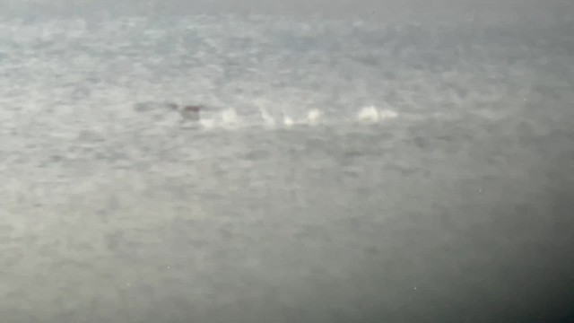 Colimbo sp. - ML646336030