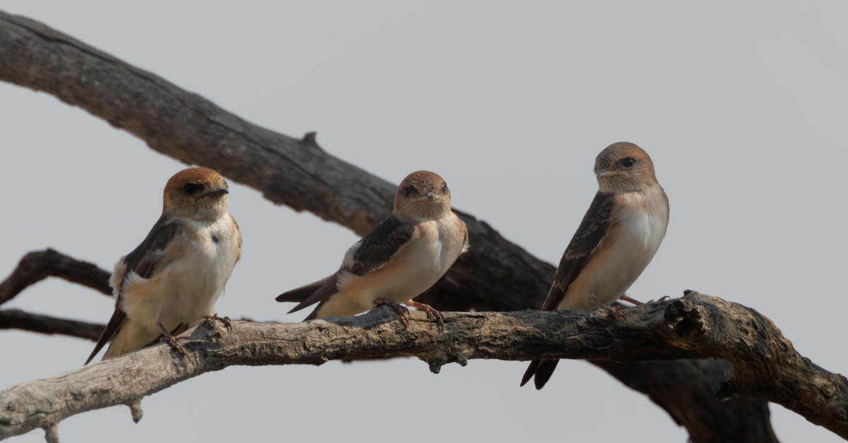 Fairy Martin - ML646336035