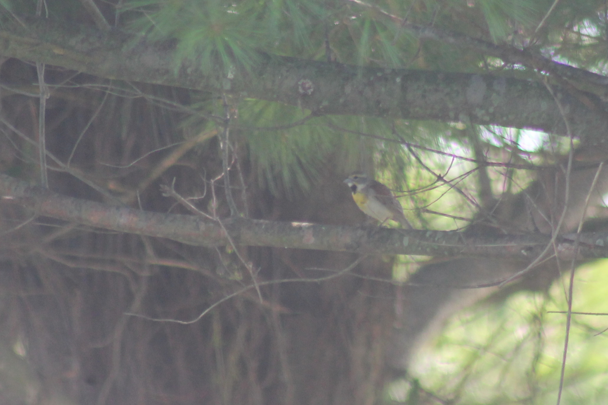 Dickcissel - ML646336036