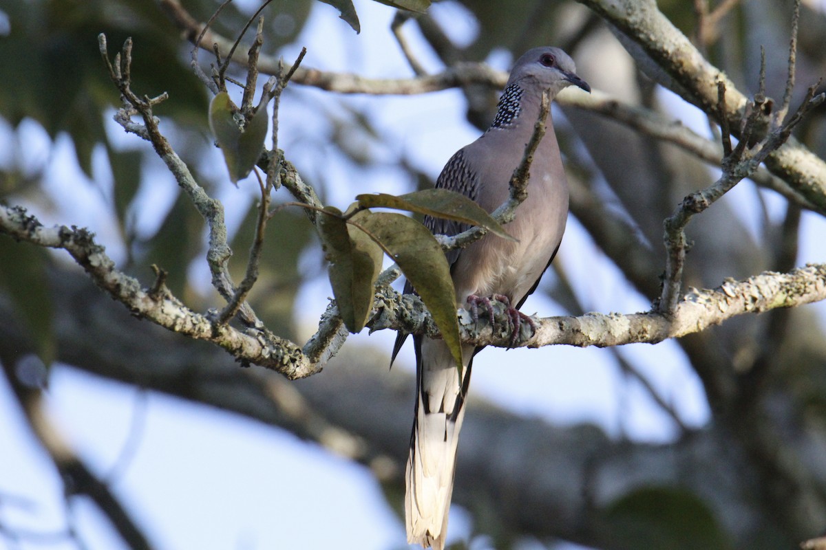 Tórtola Moteada - ML646336037