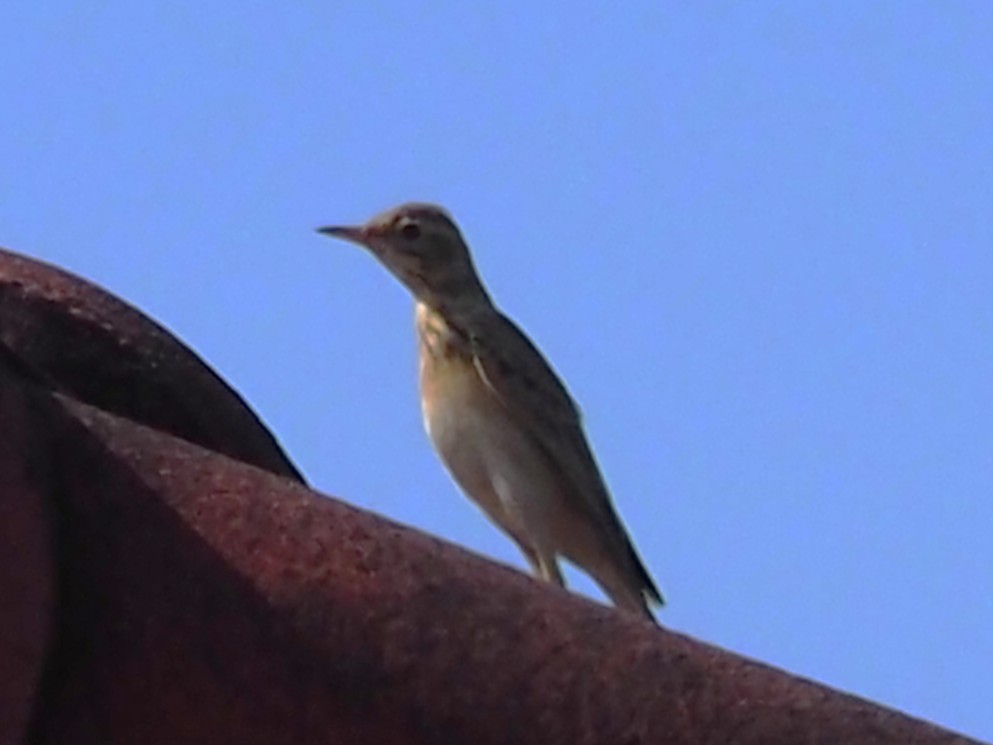 Richard txirta - ML646336038