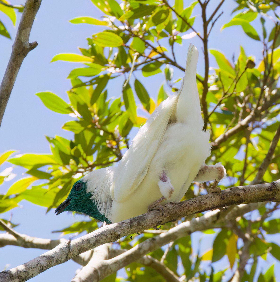 Bare-throated Bellbird - ML646336041