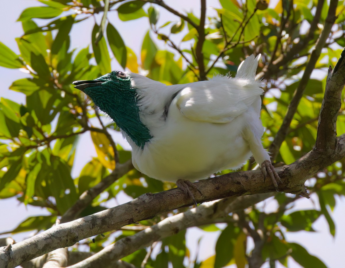 Bare-throated Bellbird - ML646336042