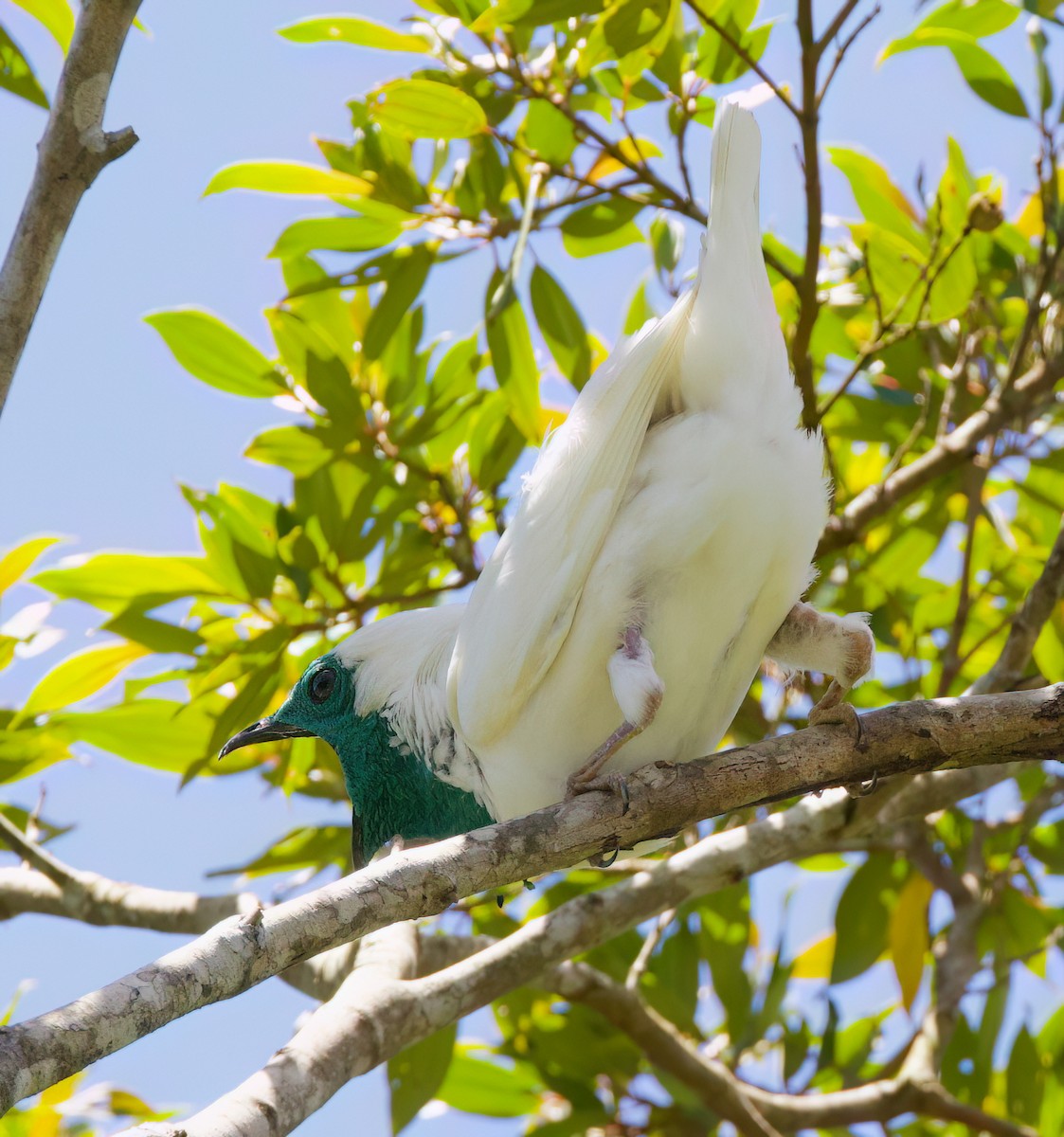 Bare-throated Bellbird - ML646336043