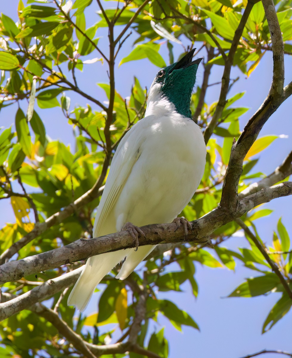 Bare-throated Bellbird - ML646336044