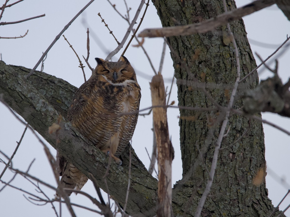 Great Horned Owl - ML646336049