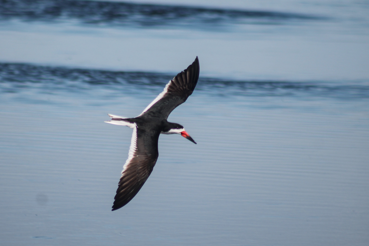 Black Skimmer - ML646336050
