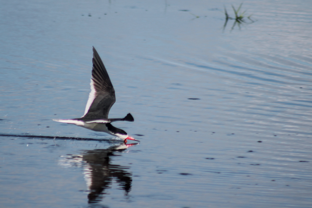 Black Skimmer - ML646336052