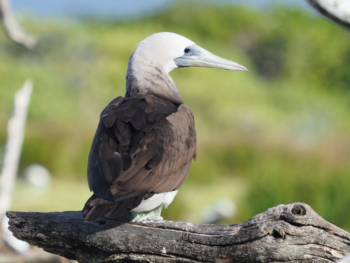 Cocos Booby (Brewster's) - ML646336053
