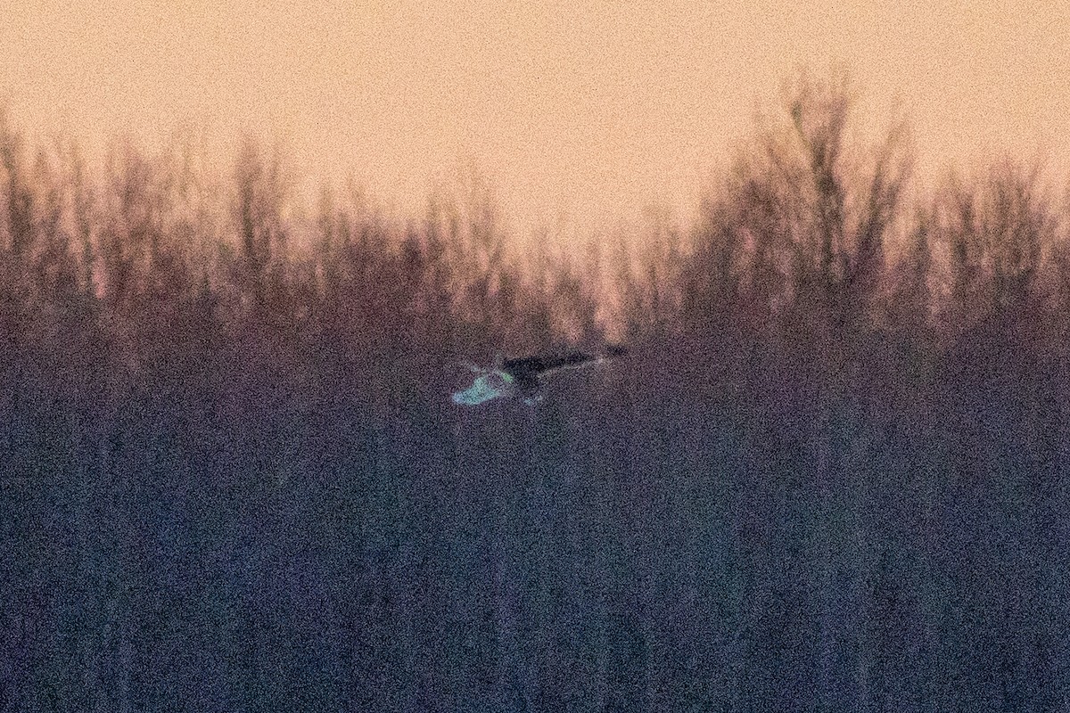 短耳鴞 - ML646336055