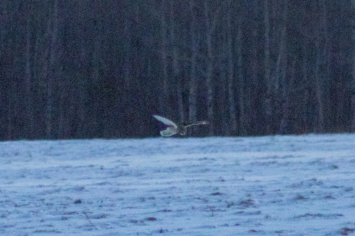 短耳鴞 - ML646336056