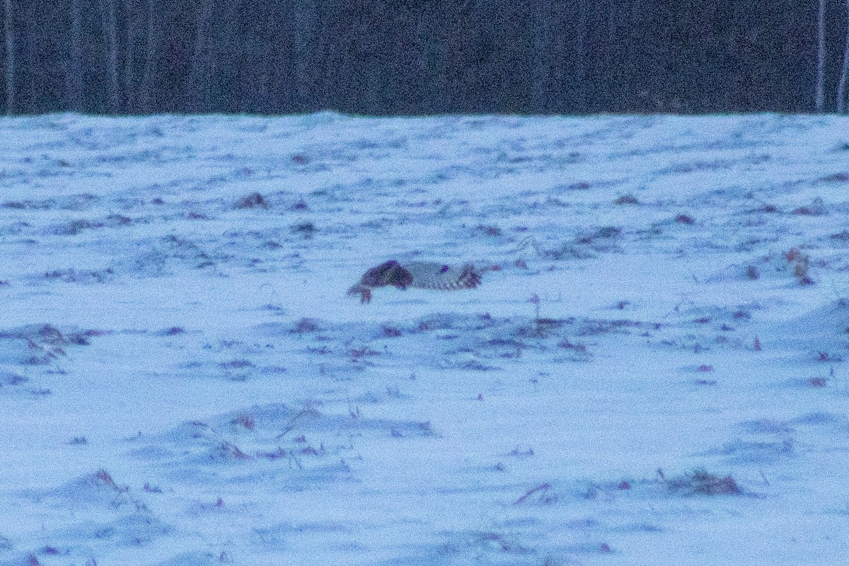 短耳鴞 - ML646336057