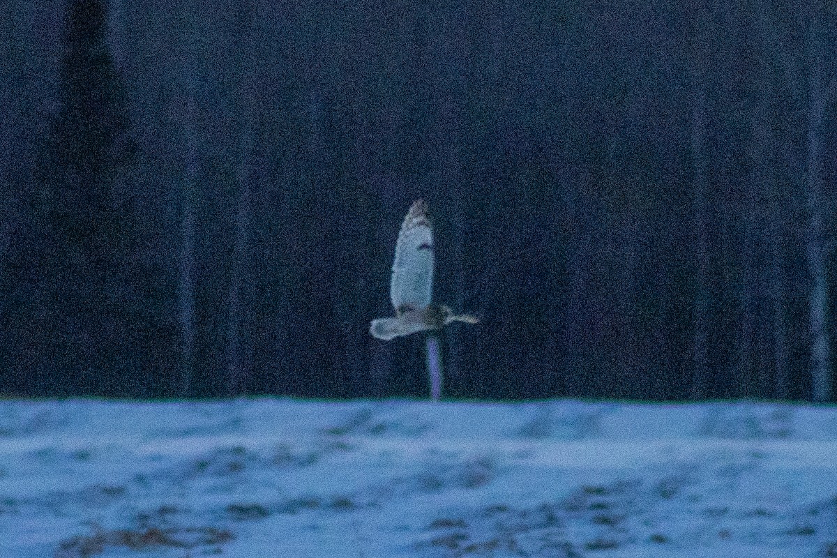 Short-eared Owl - ML646336058