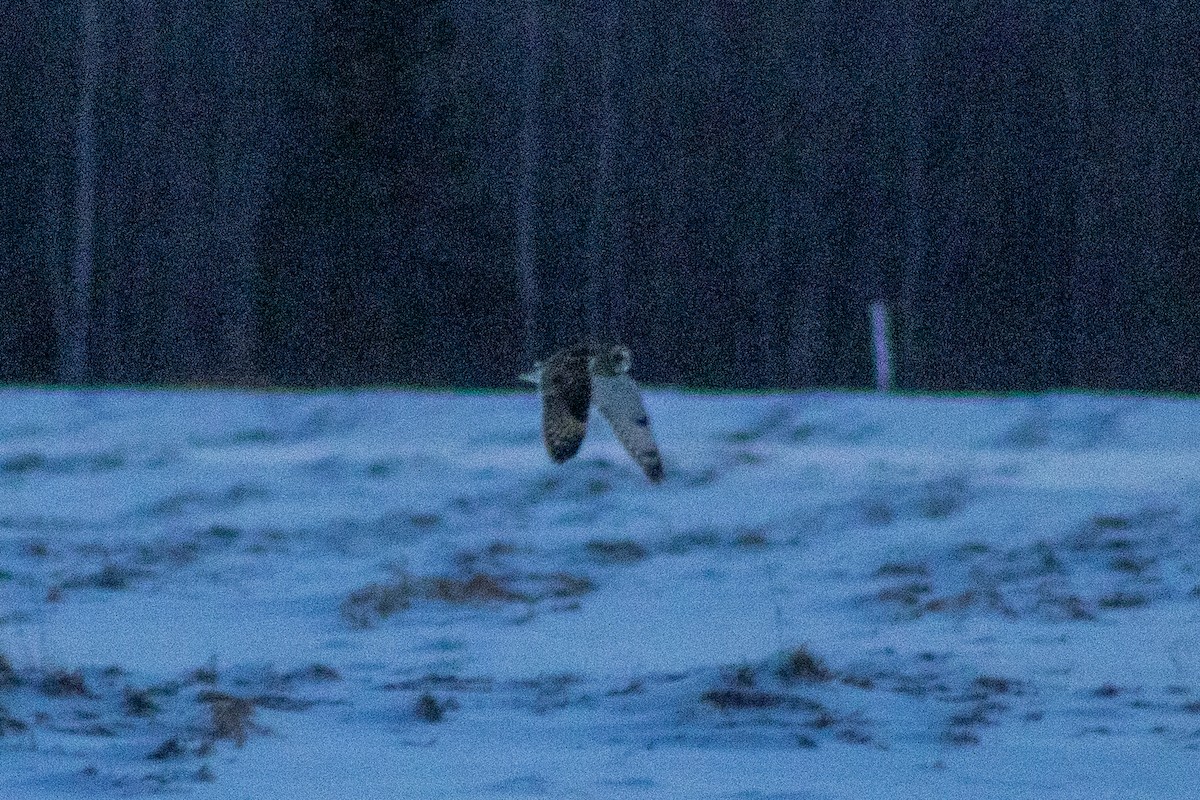 Short-eared Owl - ML646336059