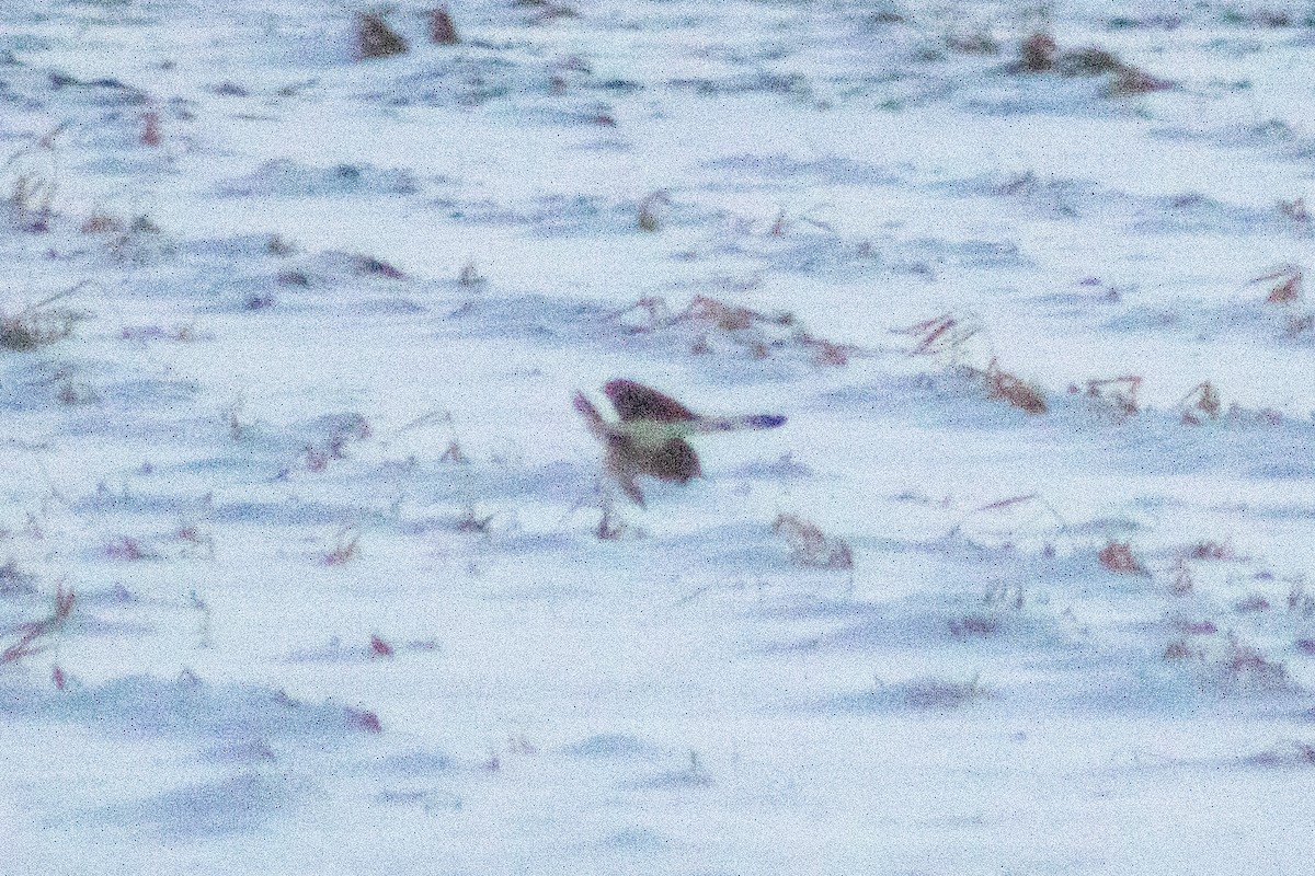 Short-eared Owl - ML646336061