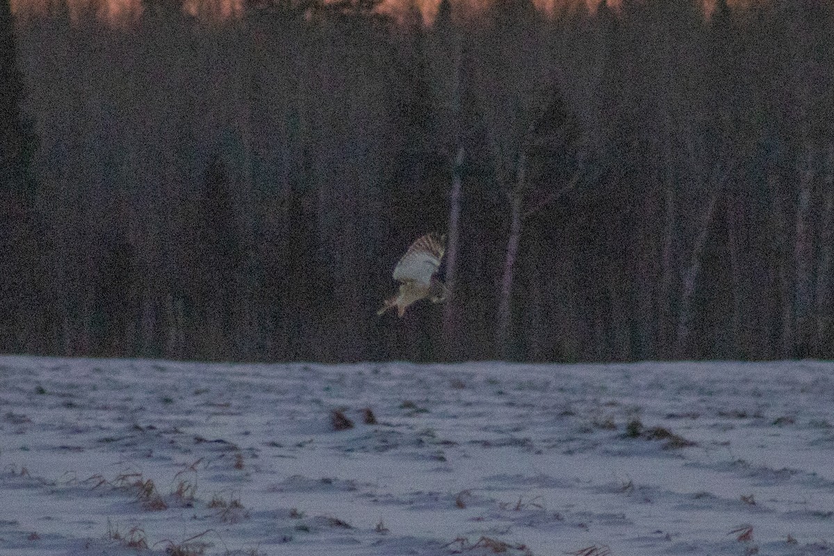 Short-eared Owl - ML646336062