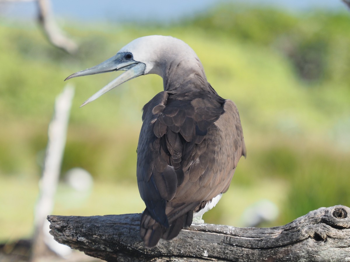 Cocos Booby (Brewster's) - ML646336063