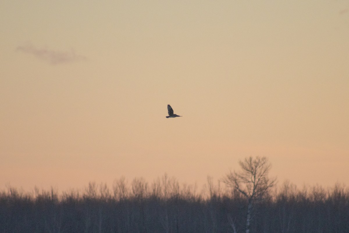 Short-eared Owl - ML646336064