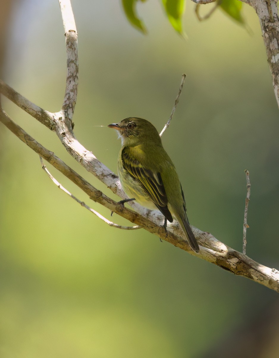 Rough-legged Tyrannulet - ML646336070