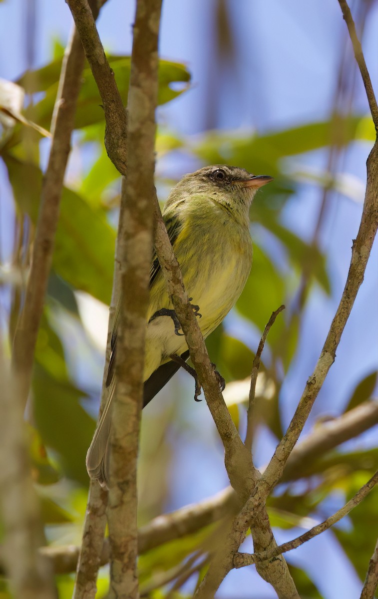 Rough-legged Tyrannulet - ML646336071