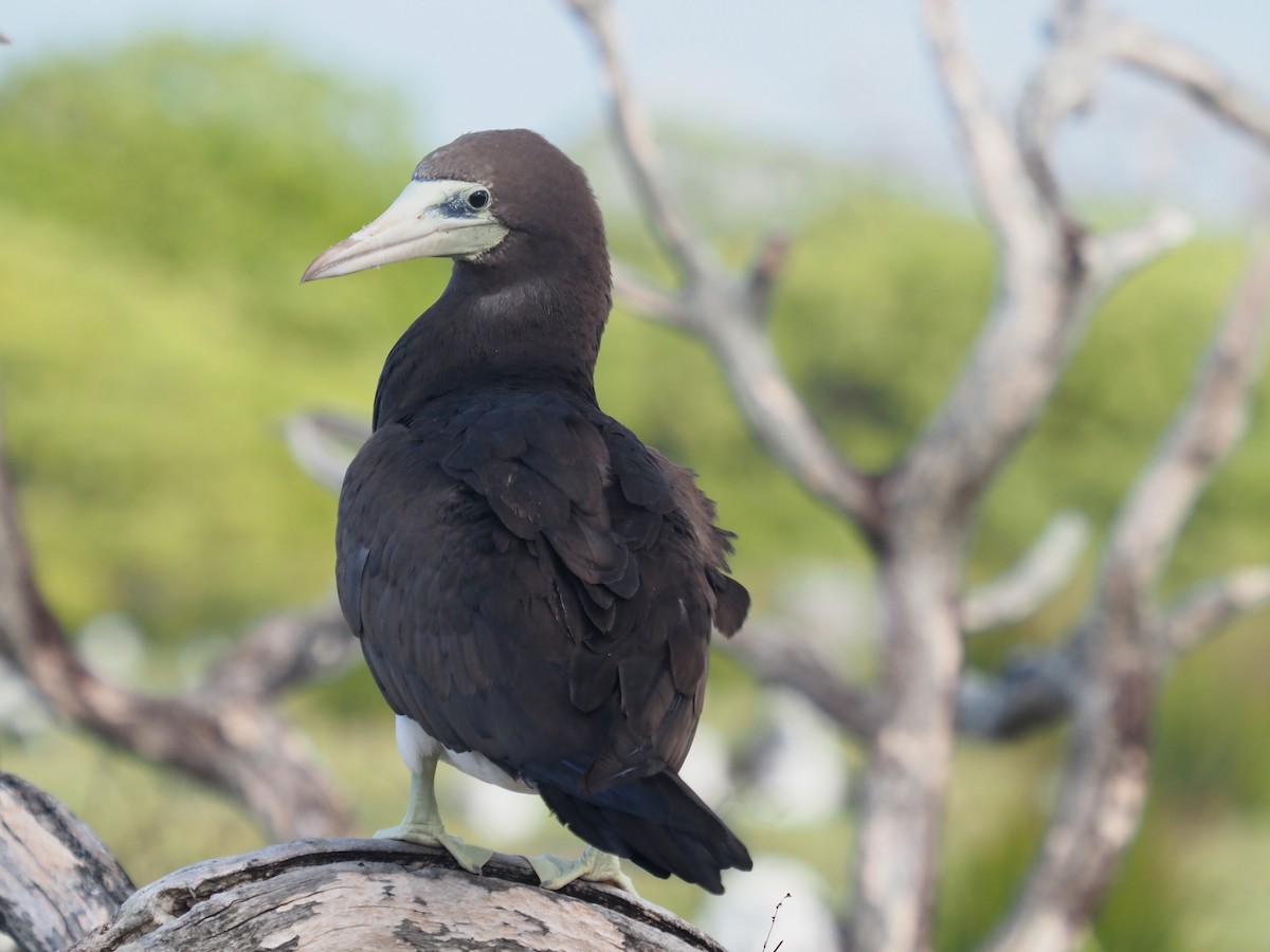 Cocos Booby (Brewster's) - ML646336072