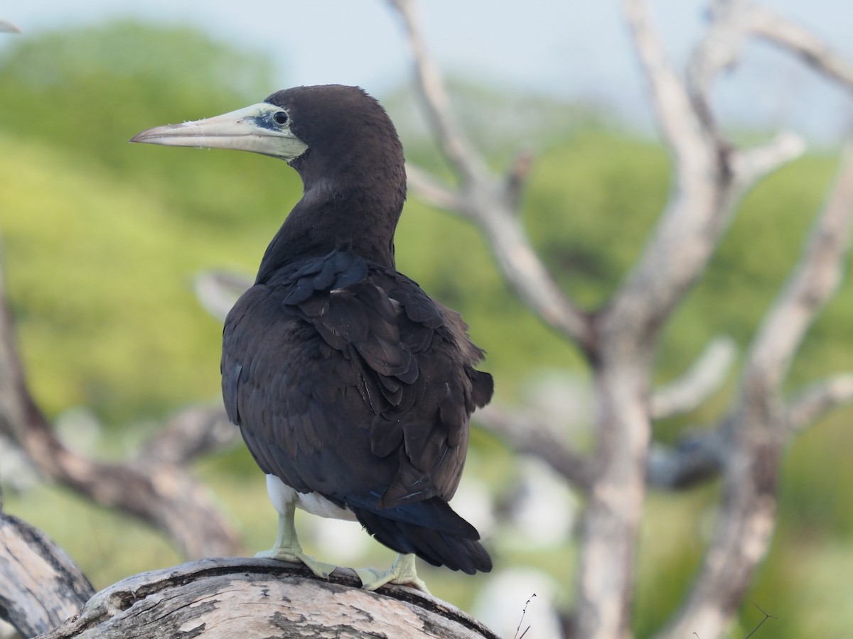 Cocos Booby (Brewster's) - ML646336073