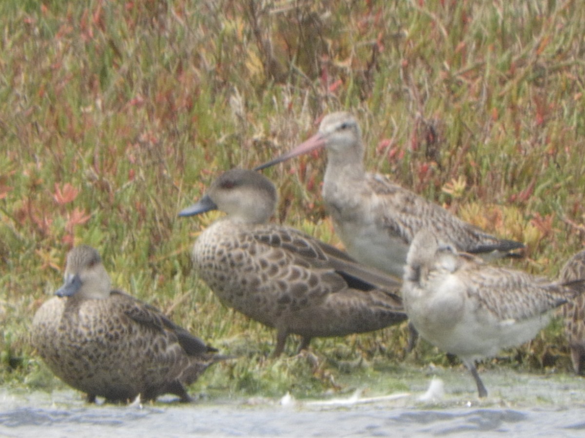 Bar-tailed Godwit - ML646336074