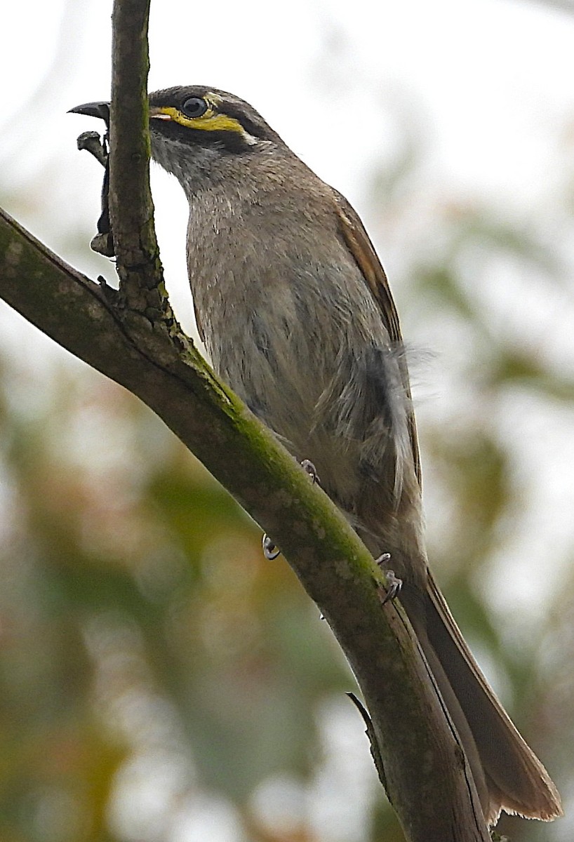Yellow-faced Honeyeater - ML646336076