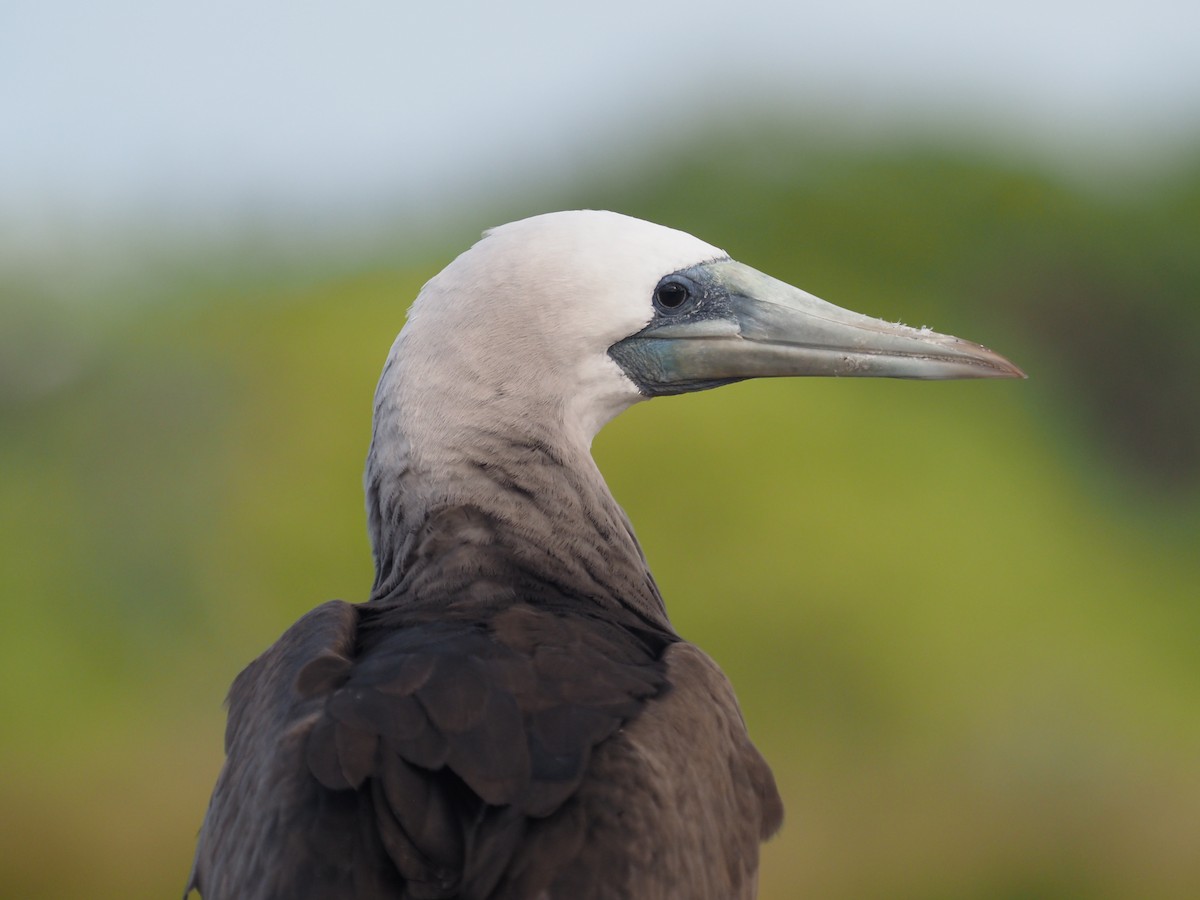 Cocos Booby (Brewster's) - ML646336078