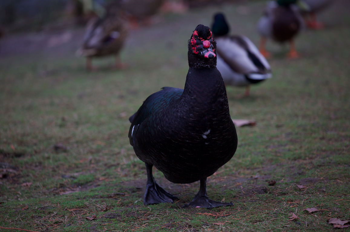 Muscovy Duck (Domestic type) - ML646336079