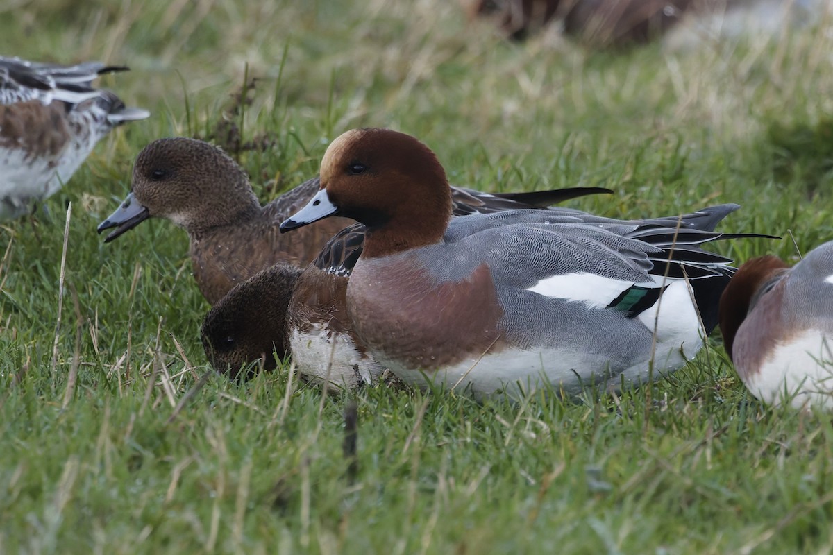 Eurasian Wigeon - ML646336080