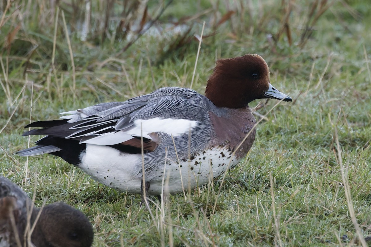 Eurasian Wigeon - ML646336081