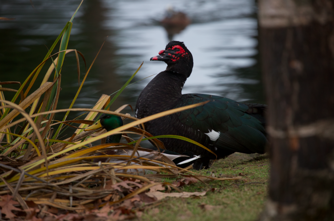 Muscovy Duck (Domestic type) - ML646336082