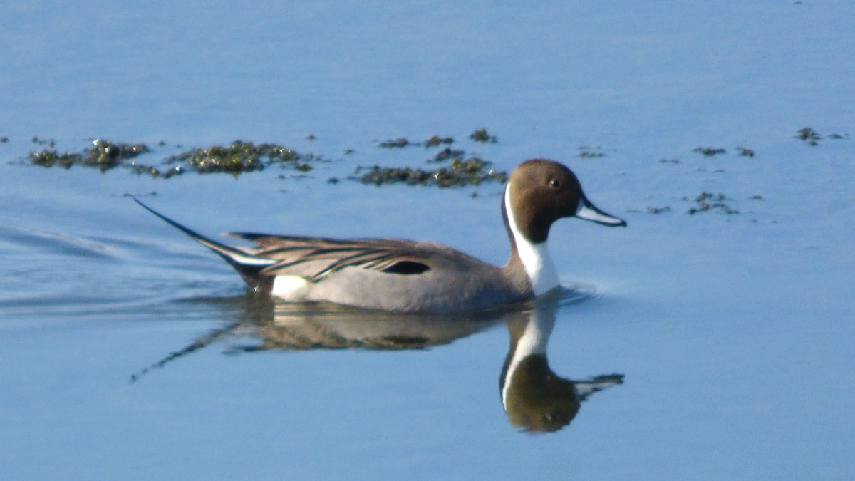 Northern Pintail - ML646336083