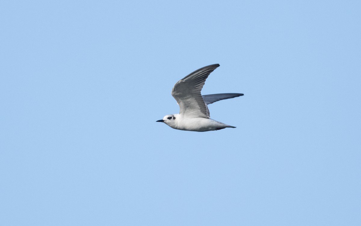 White-winged Tern - ML646336084
