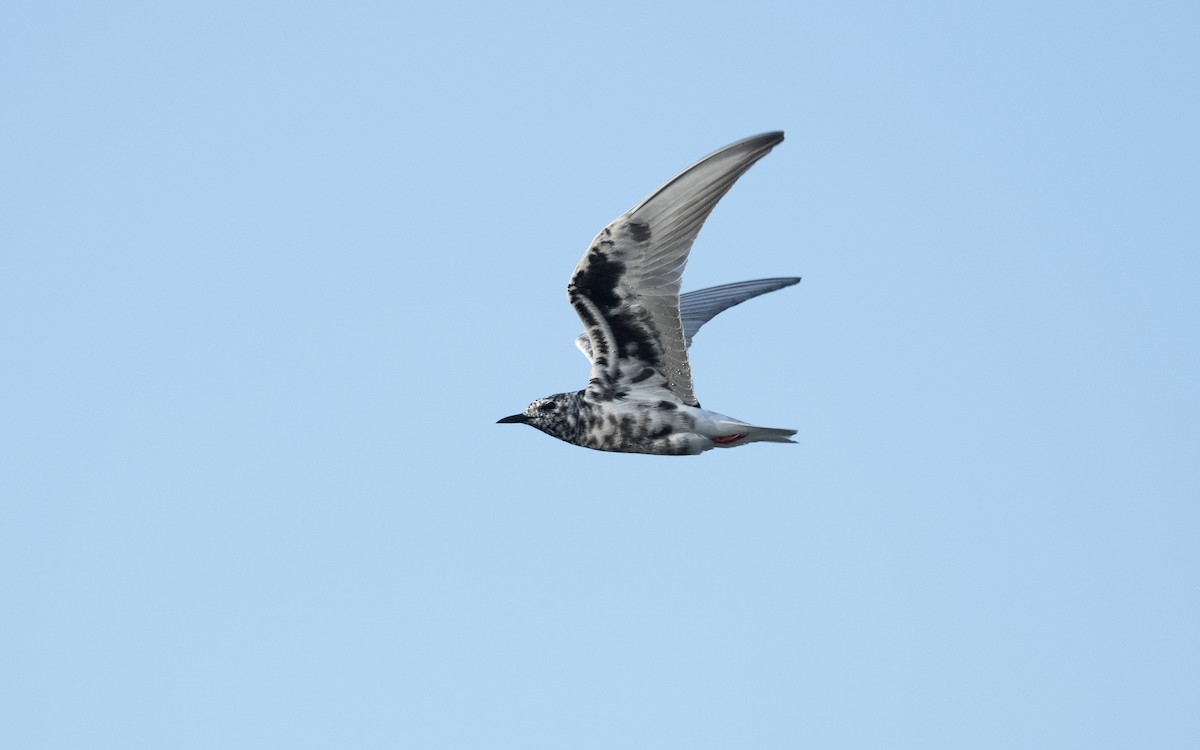 White-winged Tern - ML646336086