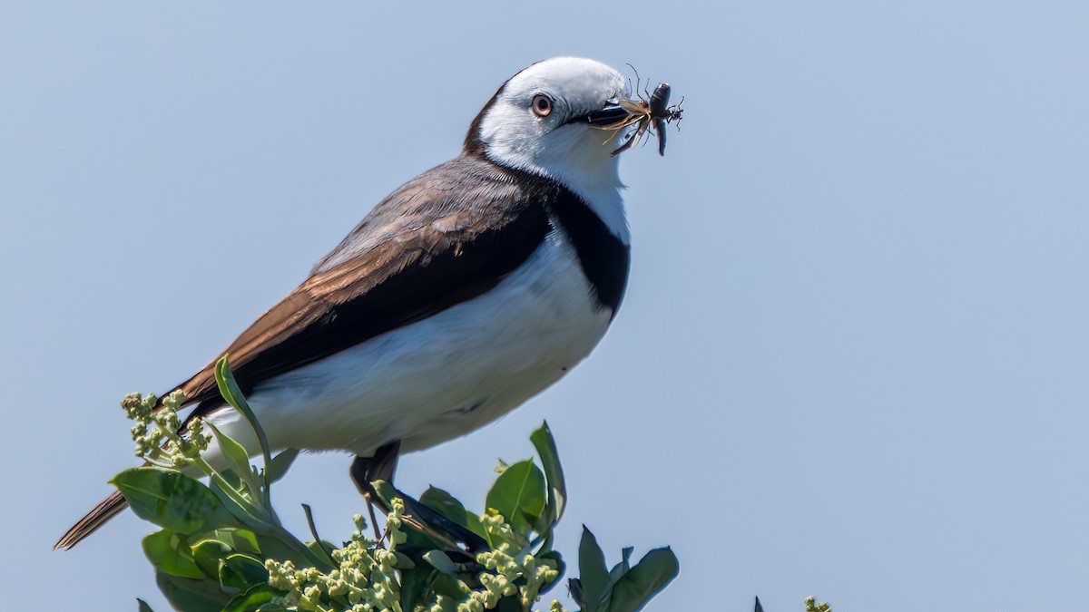 White-fronted Chat - ML646336088