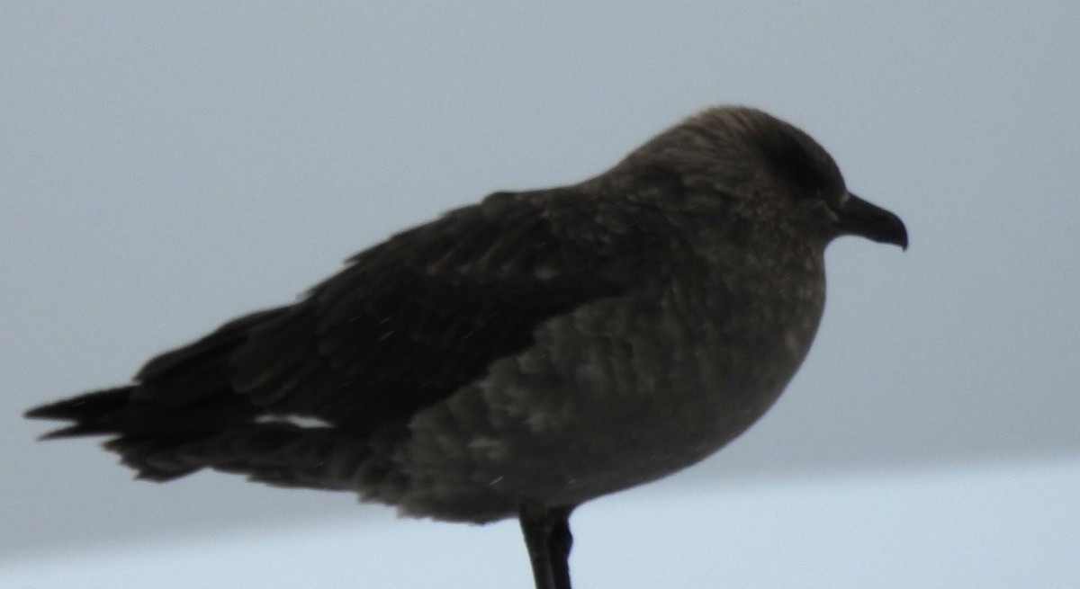 South Polar Skua - ML646336090