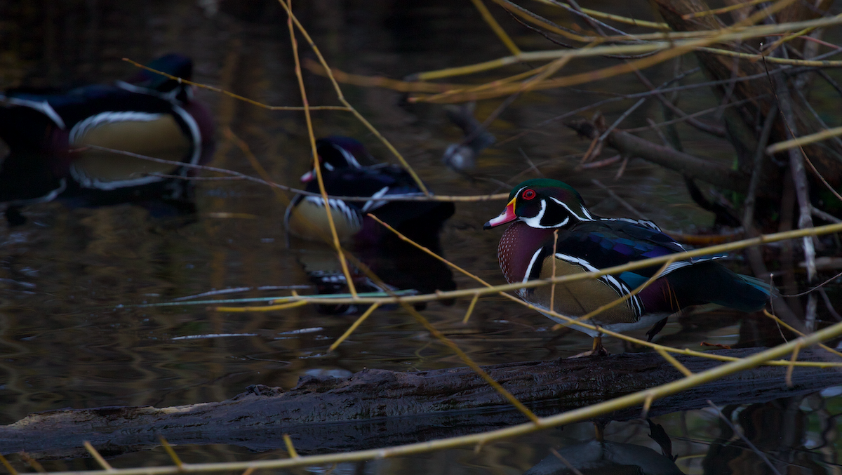 Wood Duck - ML646336091