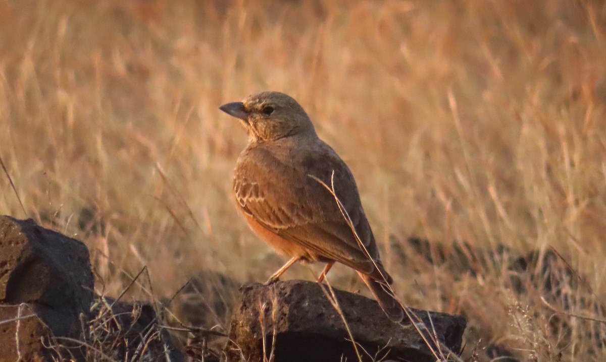 skřivan rehkovitý - ML646336092