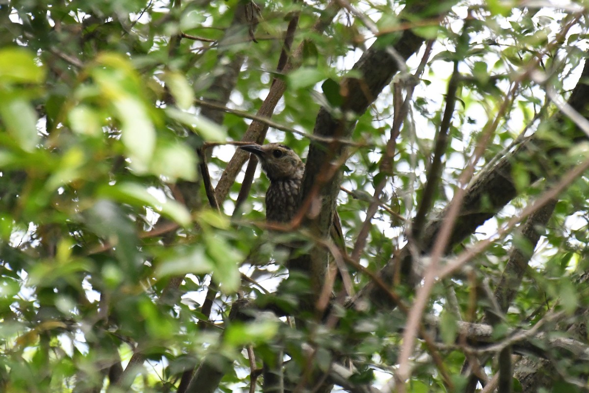 Regent Bowerbird - ML646336093