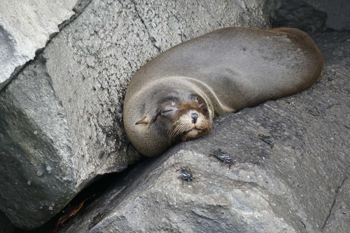 Galápagos Sea Lion - ML646336096