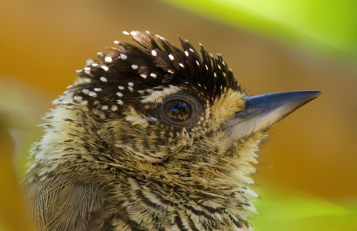 Carpinterito Variable - ML646336099