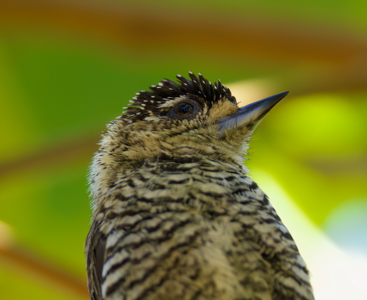 Carpinterito Variable - ML646336100