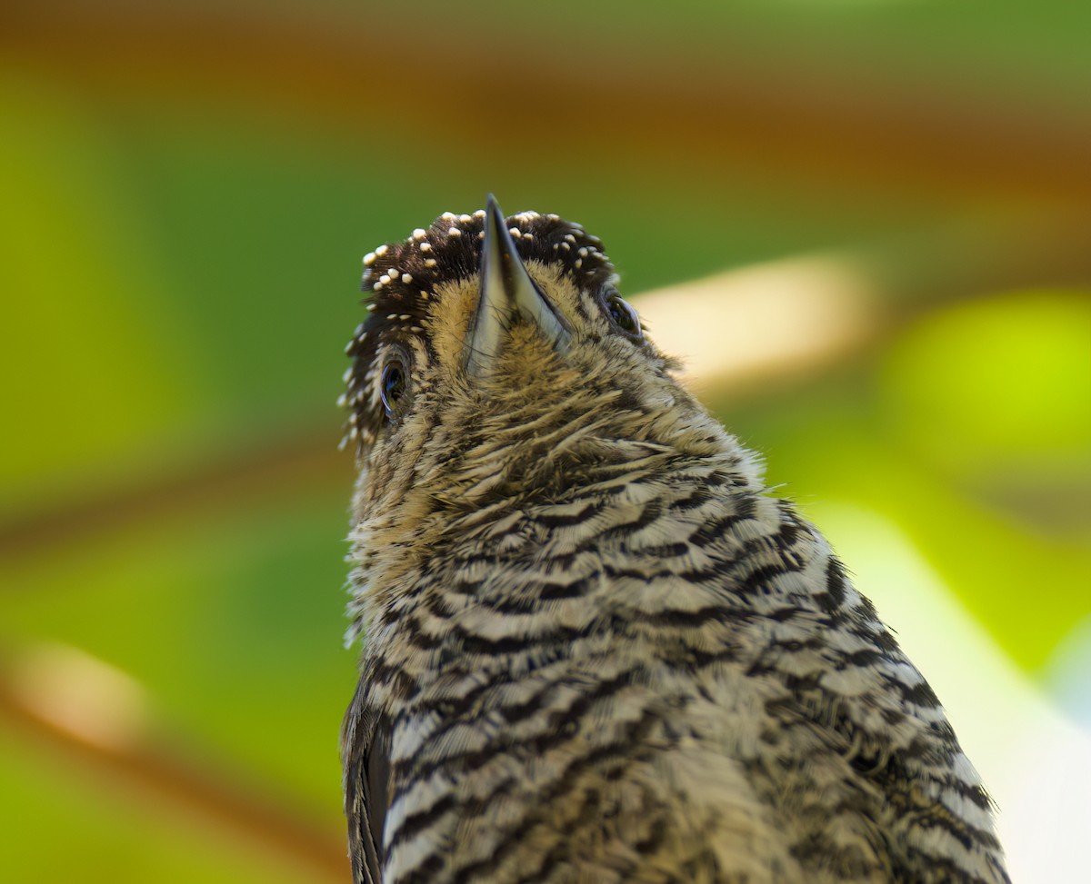 Carpinterito Variable - ML646336101