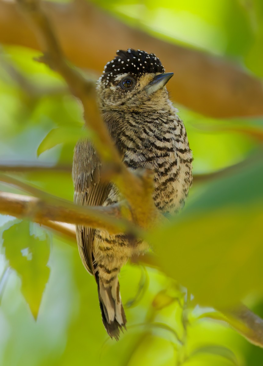 Carpinterito Variable - ML646336102